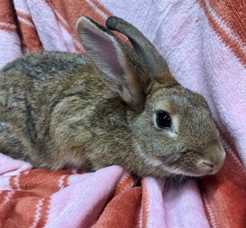 SHAGGY - Shorthaired Rabbit available for adoption