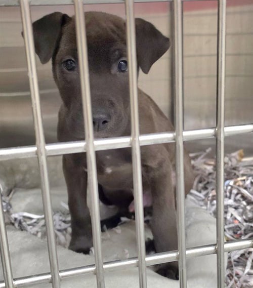BUDDY - Labrador Retriever available for adoption