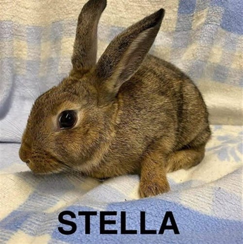 STELLA - Shorthaired Rabbit available for adoption