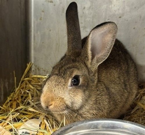 STELLA - Shorthaired Rabbit available for adoption