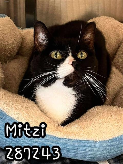 MITZI - Domestic Short Hair available for adoption