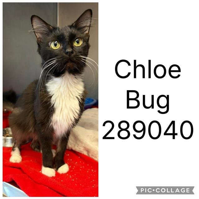 CHLOE BUG Image