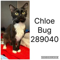 CHLOE BUG - Photo 1