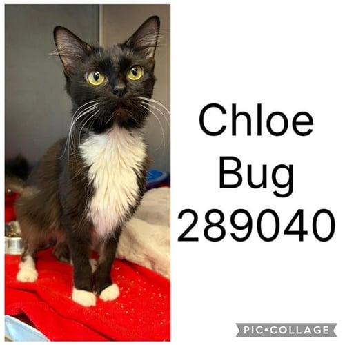CHLOE BUG - Domestic Short Hair for adoption in Macon