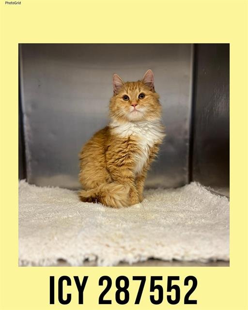 ICY - Domestic Long Hair available for adoption