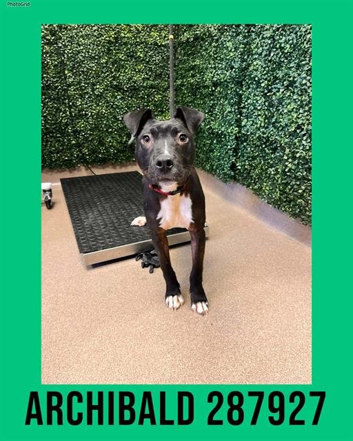 ARCHIBALD - Pit Bull Terrier available for adoption