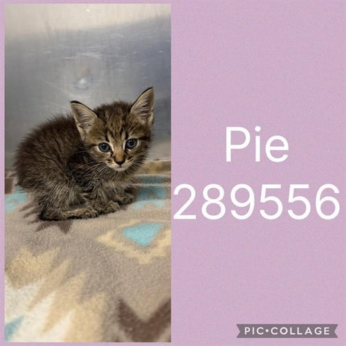 PIE - Domestic Short Hair available for adoption