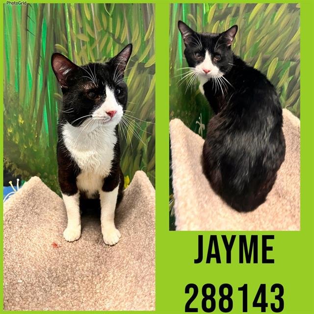 JAYME - Domestic Short Hair available for adoption