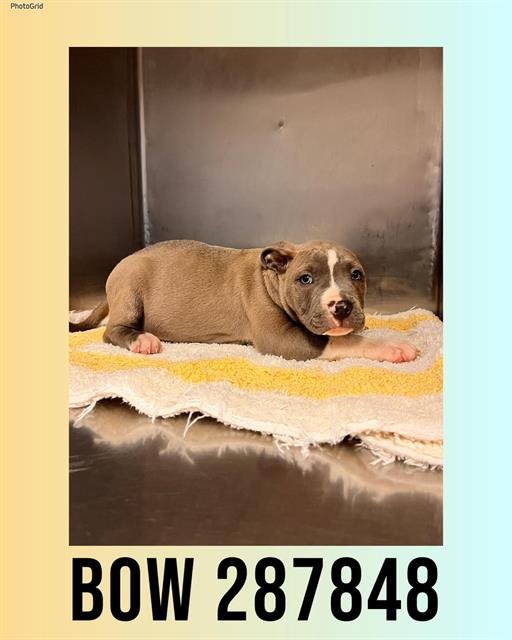 BOW - Bulldog available for adoption