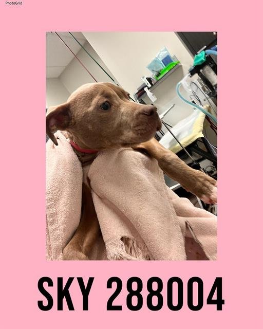SKY - Pit Bull Terrier available for adoption