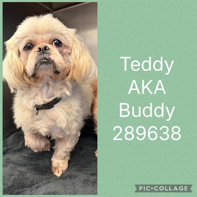 TEDDY AKA BUDDY BOLDEN Image