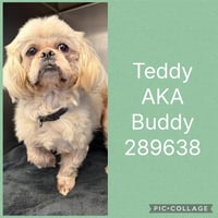 TEDDY AKA BUDDY BOLDEN - Photo 1