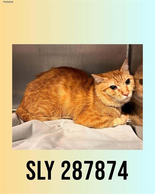 SLY - Domestic Short Hair available for adoption