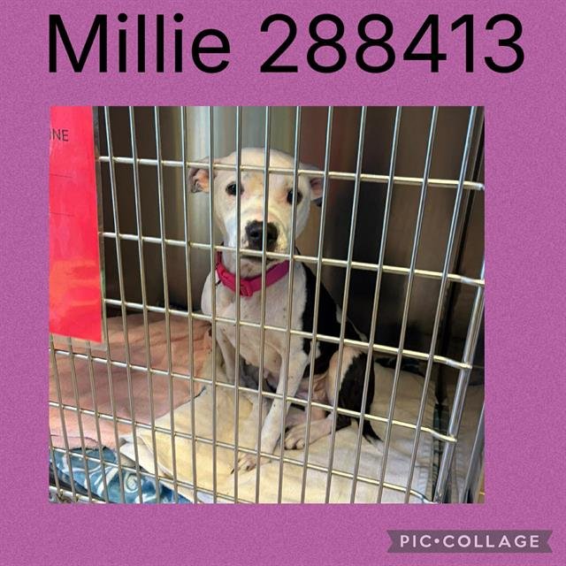 MILLIE Image