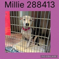 MILLIE - Photo 1