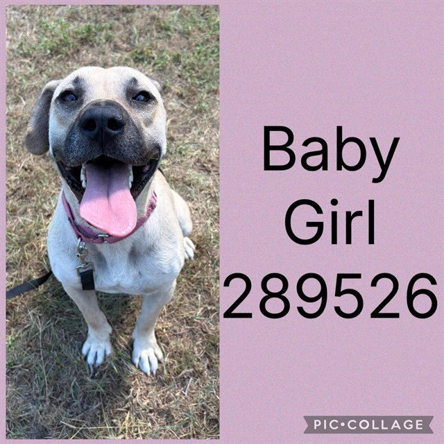 BABY GIRL Image