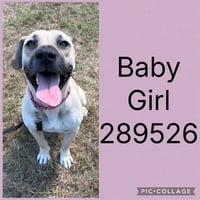 BABY GIRL - Photo 1