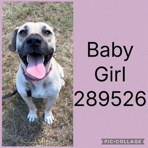 BABY GIRL - Anatolian Shepherd available for adoption