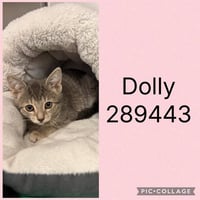 DOLLY - Photo 1