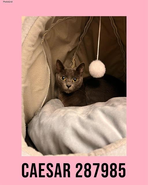 CAESAR - Domestic Short Hair available for adoption