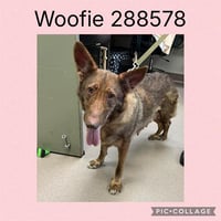 WOOFIE - Photo 1