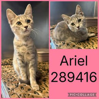 ARIEL - Photo 1