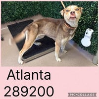 ATLANTA - Photo 1