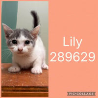 LILY - Photo 1