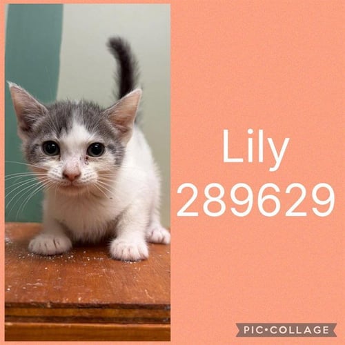 LILY - Domestic Short Hair available for adoption