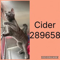 CIDER - Photo 1