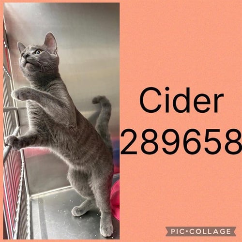 CIDER - Domestic Short Hair available for adoption