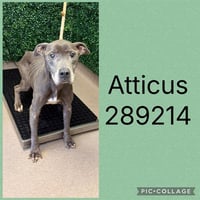 ATTICUS - Photo 1