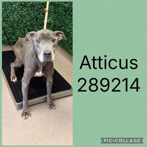 ATTICUS - Pit Bull Terrier available for adoption