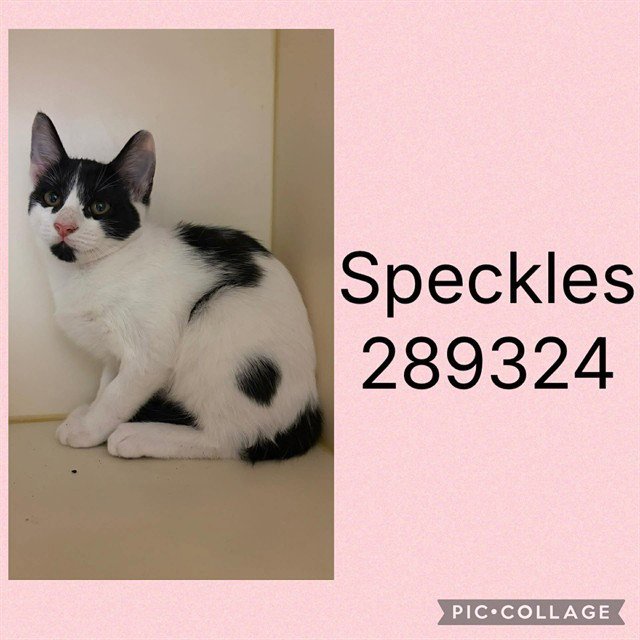 SPECKLES Image