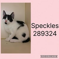 SPECKLES - Photo 1