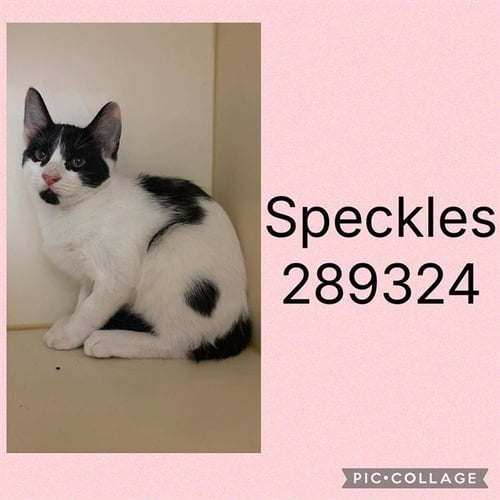 SPECKLES - Domestic Short Hair for adoption in Macon