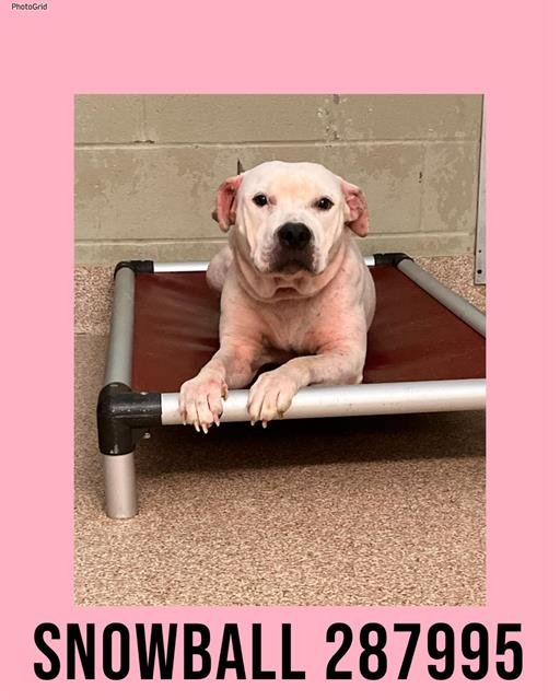 SNOWBALL - Pit Bull Terrier available for adoption