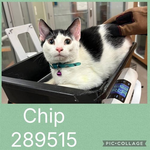 CHIP - Domestic Short Hair for adoption in Macon