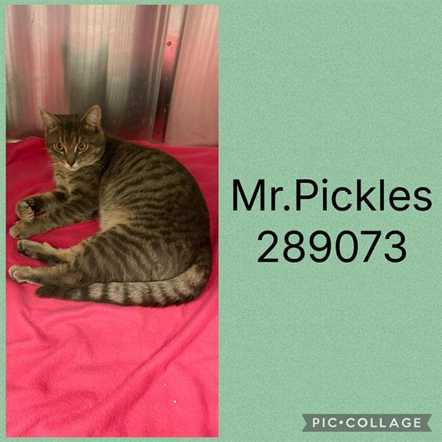 MR. PICKLES Image