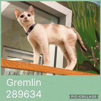 GREMLIN - Photo 1