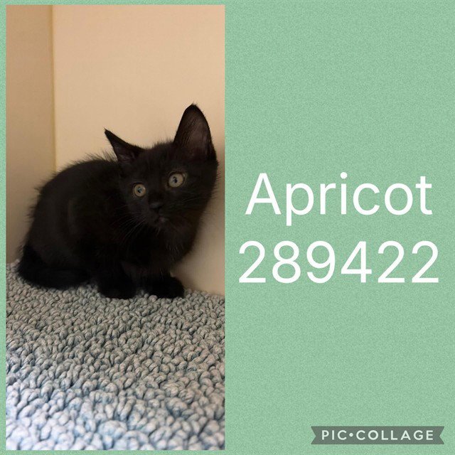 APRICOT Image