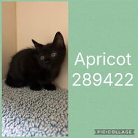 APRICOT - Photo 1
