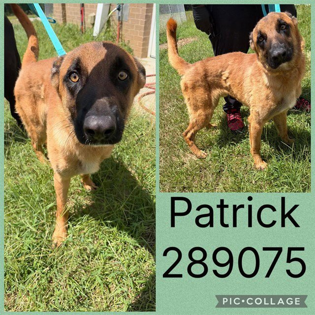 PATRICK Image