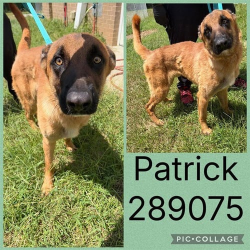 PATRICK - Belgian Shepherd Malinois for adoption in Macon