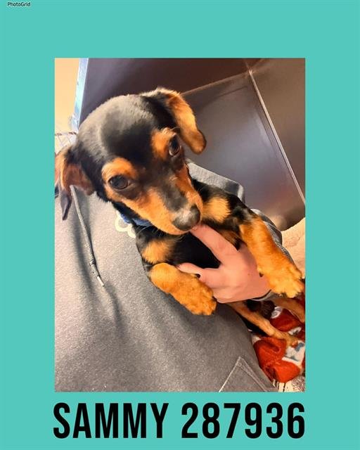 SAMMY - Dachshund / Chihuahua available for adoption