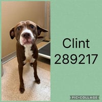 CLINT - Photo 1