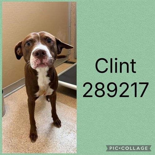 CLINT - Labrador Retriever available for adoption