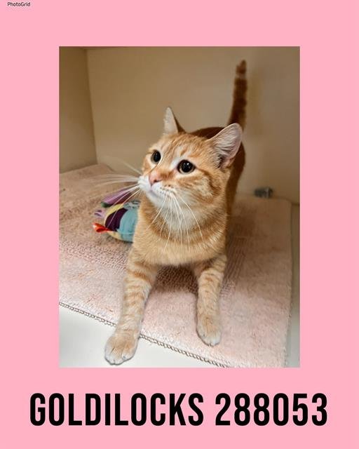 GOLDILOCKS - Domestic Short Hair available for adoption