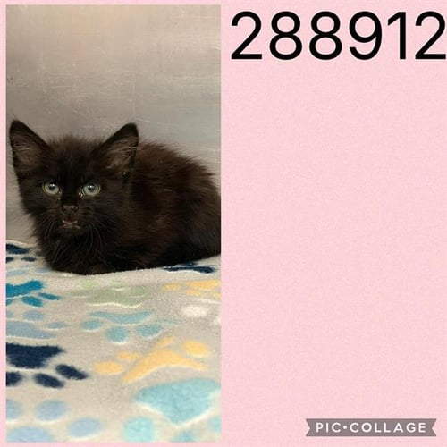 CHLOE - Domestic Medium Hair for adoption in Macon