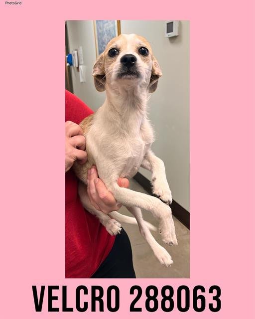 VELCRO - Jack Russell Terrier (Parson Russell Terrier) available for adoption